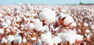 Pakistan Punjab Agriculture Department has issued recommendations regarding suitable areas and approved varieties for cultivation of Agiti cotton, Spokesman