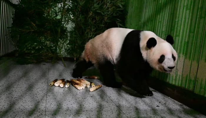 Japan: Japan-born pandas Xiao Xiao and Lei Lei arrive home in China’s Sichuan